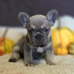 Aurora - Blue fawn female French Bulldog puppy in Purdy, Missouri from Robyn Rosewicz