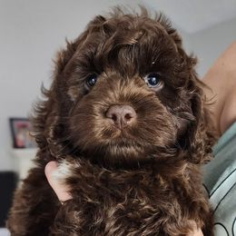 Cockapoo and Goldendoodle Puppies from Robbin's Treasures