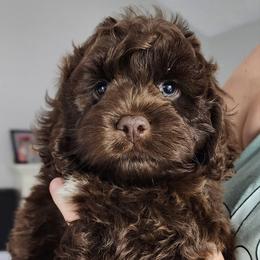 Cockapoo and Goldendoodle Puppies from Robbin's Treasures
