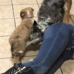 Border Collie Puppies from Burke BC’s