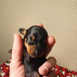 BlackTan Female 1 - Black and tan female Dachshund puppy in Onalaska, Washington from Divine Teckel Tails