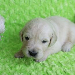 Parents Have Excellent Health Test's- - Light golden male Golden Retriever puppy in Pasadena, Maryland from Promise Land