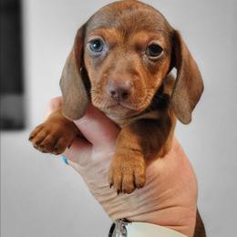 Twix - Chocolate female Dachshund puppy in Mountain Grove, Missouri from Blueprint K9 Dachshunds- www.BlueprintK9.com