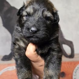 Valkor- Red Collar Male - Sable male German Shepherd puppy in Hawthorne, Florida from Lace's High Flying German Shepherds And Golden Retrievers