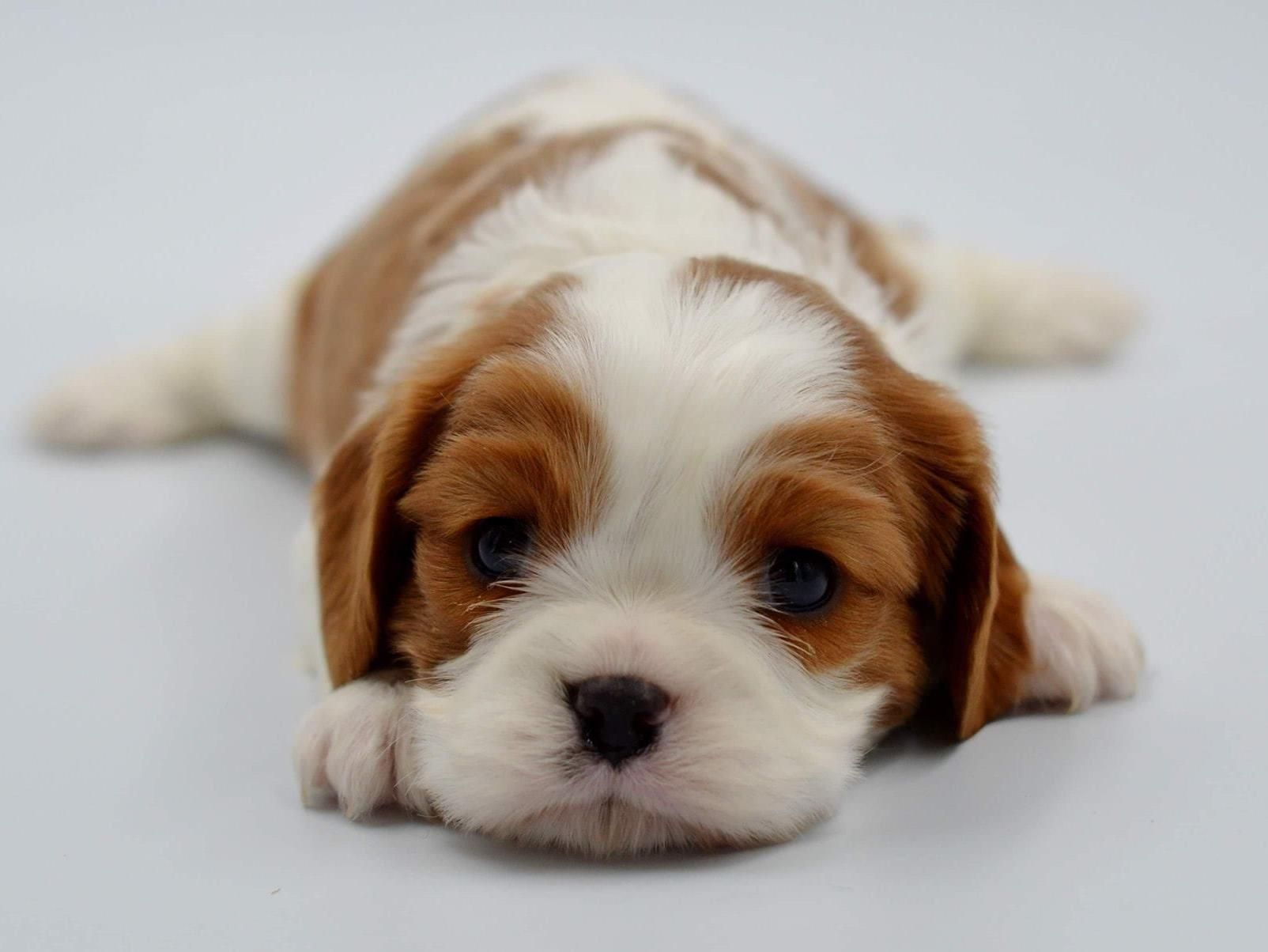 A tiny Cavalier puppy lying down