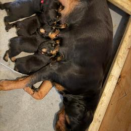Blue boy - Black and mahogany male Rottweiler puppy in Evansville, Indiana from Royalhaus Rottweilers