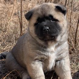 Yuri's Girl 2 - Fawn, black overlay female Akita puppy in South Carolina from Sierra Mountain Akitas