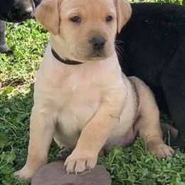 Labrador Retrievers from Bayou Creek Retrievers