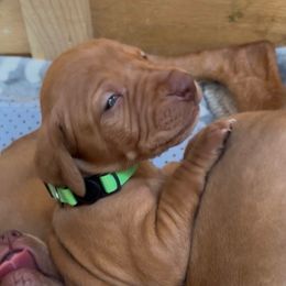 Ollie - Golden rust male Vizsla puppy in Plymouth, Minnesota from Carlson Vizslas