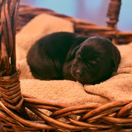 Flint - Black male Labrador Retriever puppy in Sweet Home, Oregon from Knotty Creek Labradors