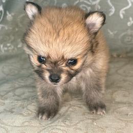 Moe - Red sable male Pomeranian puppy in Lexington, Oklahoma from BooneDox Miniature Dachshunds