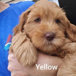 Yellow girl - Dark golden female Australian Cobberdog puppy in Victoria, Minnesota from Heartland Hills Australian Cobberdogs