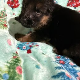 Glinda - Black and red female German Shepherd puppy in Lakeland, Florida from Fur Love And Puppies