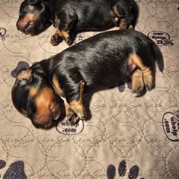 Dachshund Puppies from Salt of the Earth Dachshunds
