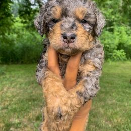 Bernedoodle, Cockapoo, and Goldendoodle Puppies from Danie’s Darling Doodles LLC