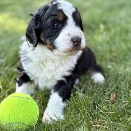 Joshua - Tri-color male Bernedoodle puppy in Larimer County, Colorado from Puppy Love Doodles