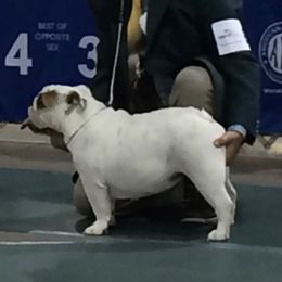 Lola - Bulldog