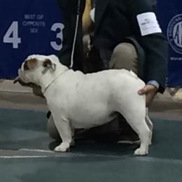 Lola - Bulldog