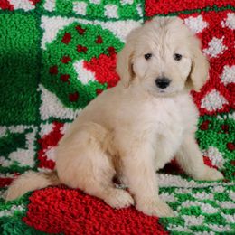 Australian Labradoodle Puppies from Chickadee Labradoodles