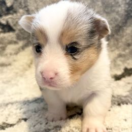 Boy 6 Blue Merle - Blue merle and white male American Corgi puppy in Scottown, Ohio from Wyndy Ridge Corgis