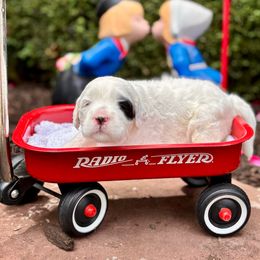Firefly - Parti female Goldendoodle puppy in Pleasant Prairie, Wisconsin from Prairie Doodle Dogs