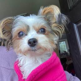 Yorkshire Terrier All Grown Up from Kristen’s yorkies