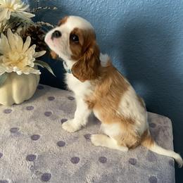 Cavalier King Charles Spaniel Puppies from Christina’s Cavaliers