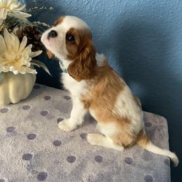 Cavalier King Charles Spaniel Puppies from Christina’s Cavaliers
