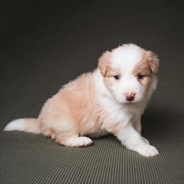 Turbo - White and gold male Border Collie puppy in Fresno, California from Alpine Tails