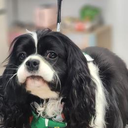 Azriel - Cavalier King Charles Spaniel