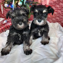 Miniature Schnauzer Puppies from Barenaba Schnauzers