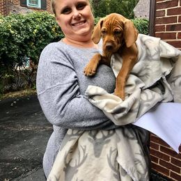 Vizsla Puppies from Wingpointer Gun Dogs