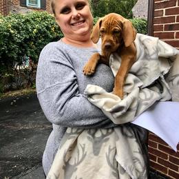 Vizsla Puppies from Wingpointer Gun Dogs