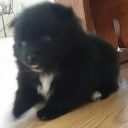 Pomeranian Puppies from Jonna's Poms
