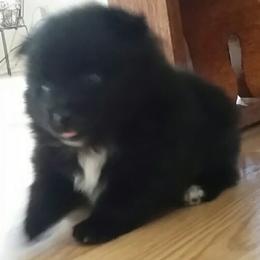 Pomeranian Puppies from Jonna's Poms
