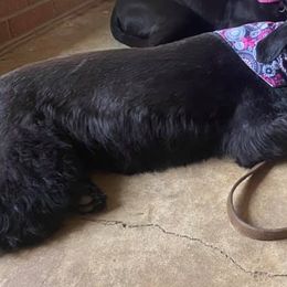 Giant Schnauzers from Pamela Wollet