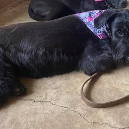 Giant Schnauzers from Pamela Wollet