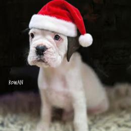 Rowan - Brindle male Boxer puppy in Spring Hill, Florida from Hart's Grand Boxers