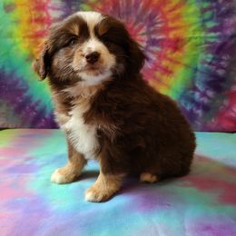Australian Shepherd, Miniature Australian Shepherd, and Toy Australian Shepherd Puppies from Hippie Dog Haven