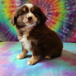 Australian Shepherd, Miniature Australian Shepherd, and Toy Australian Shepherd Puppies from Hippie Dog Haven