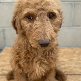 Red - Red  male Goldendoodle puppy in Bakersfield, California from Lavish Doodles