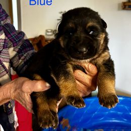 Blue - Black and red male German Shepherd puppy in Puyallup, Washington from Majestic Royal German Shepherd’s