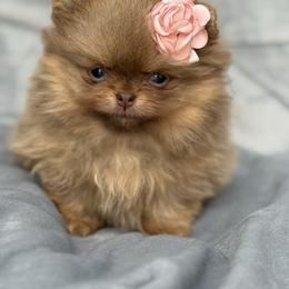Flower - Lavender female Pomeranian puppy in Newport Beach, California from Exotic City Pomeranians and chihuahuas