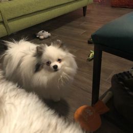 Dali - Pomeranian
