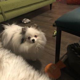 Dali - Pomeranian