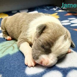 James - Blue brindle male American Staffordshire Terrier puppy in Clintwood, Virginia from SkyBlue Kennel