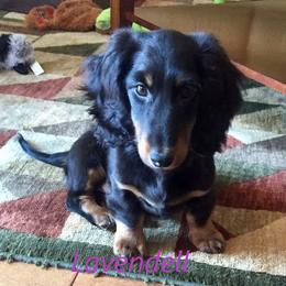 Dachshund Puppies from Lavendell Dachshunds