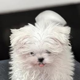 Cavapoo, Maltese, and Maltipoo Puppies from Carolina Canines