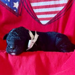 Flint- gray boy - Black and white male Aussiedoodle puppy in Midlothian, Texas from Gray Doodles