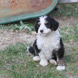 Bernedoodle and Bernese Mountain Dog Puppies from Basin Berners
